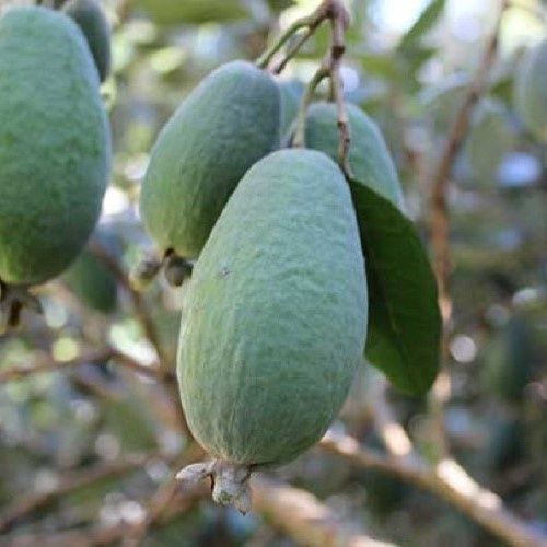 Feijoa Waingaro