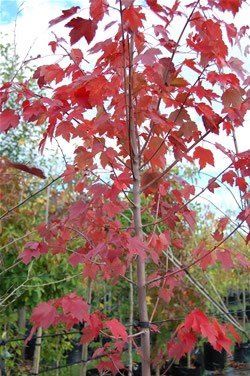 Acer rubrum  Canadian Red Maple - 25Ltr
