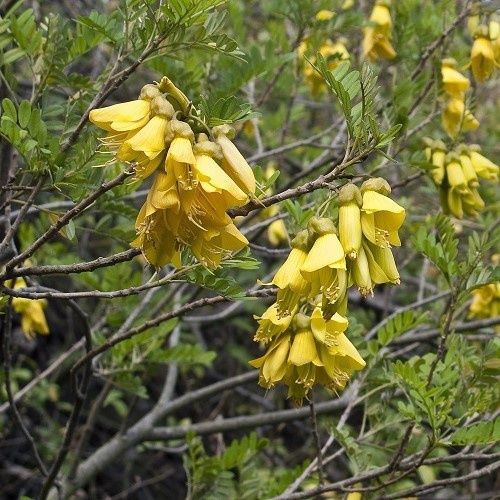 Sophora howinsula, Lord Howe Kowhai - Pb6.5