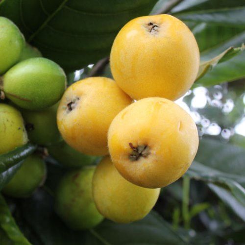 Loquat Kaitaia Gold - Pb10/Pb12