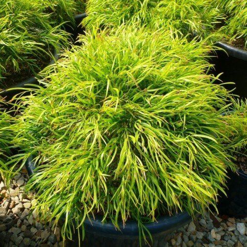 Acacia Bower Beauty - 3Ltr