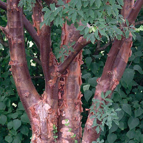 Acer griseum, Paperbark Maple