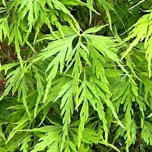 Acer Palmatifidum - Pb95