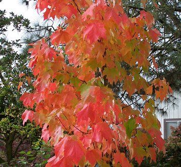 Acer rubrum Bowhall, Red Maple - Pb40