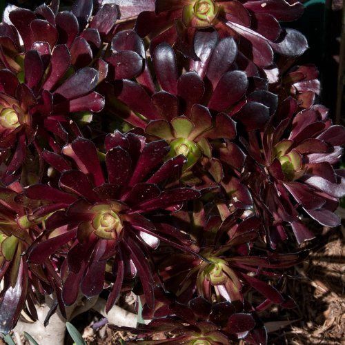 Aeonium Swarztkopf - 1Ltr/2Ltr