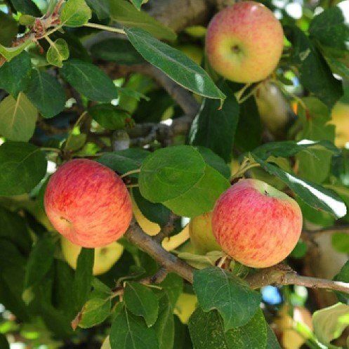 Apple Gravenstein - Pb12