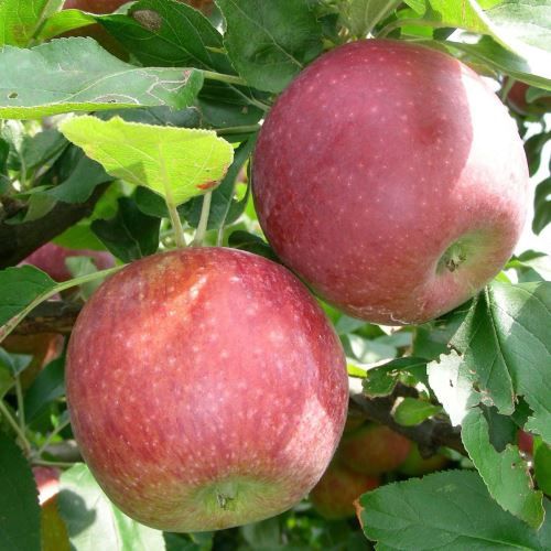 Apple Gerwurzluikenapfel - Pb12