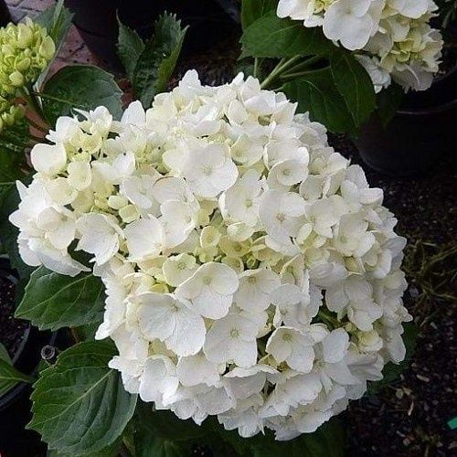 Hydrangea Le Cygne - Pot