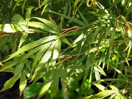 Acer scolopendrifolium, Japanese Maple - Pb60