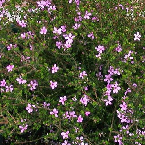 Acmadenia Star Blush - Pb6.5