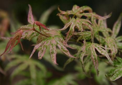 Acer Roseo Marginata - Pb40