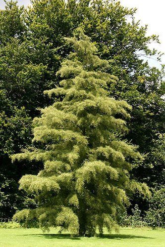 Alnus Imperialis, Cut-Leaved Alder - Pb40 (1.5m/2m)