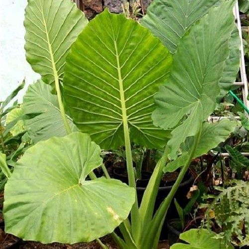 Alocasia odora, Elephant Ears - Pb6.5