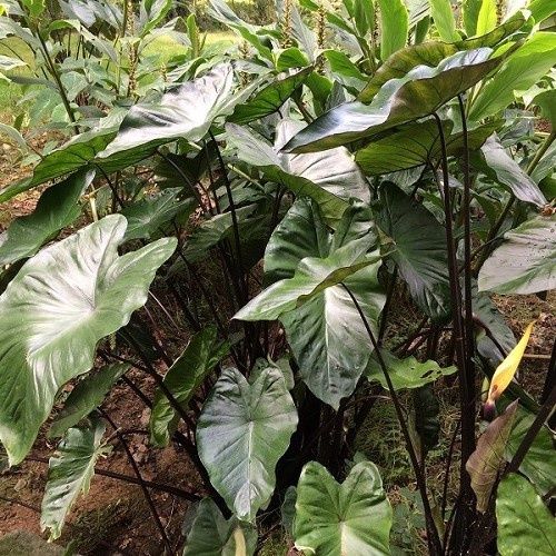Alocasia nigrescens, Black Taro - 3Ltr/5Ltr