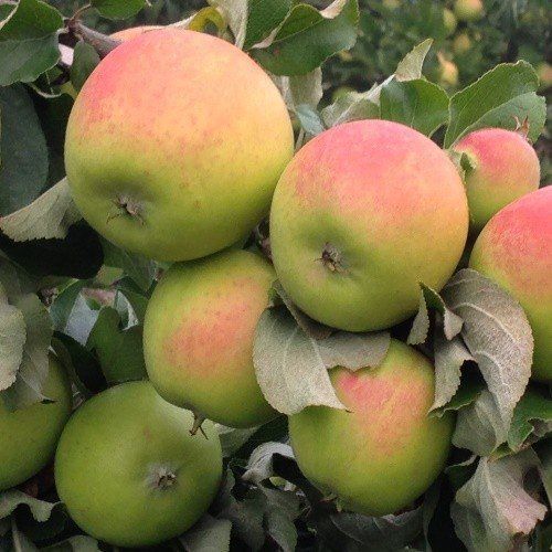 Apple French Crab - Pb12