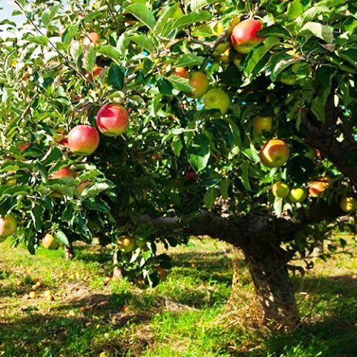 Apple Oratia Beauty - Pb12