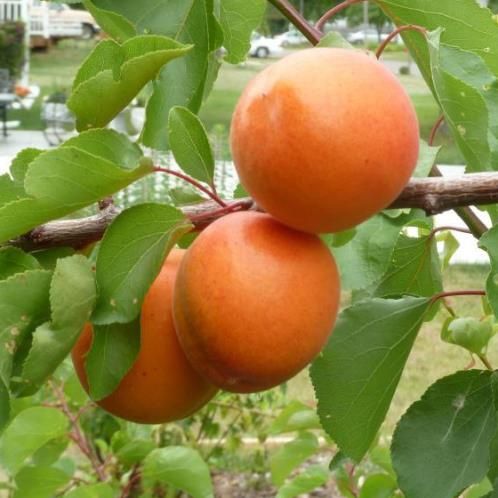 Apricot Tomcot - Pb18