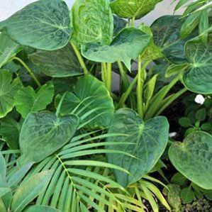 Alocasia c. Jade Millie - 2ltr (15/25)