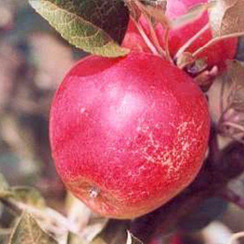 Apple Merton Worcester - Pb12