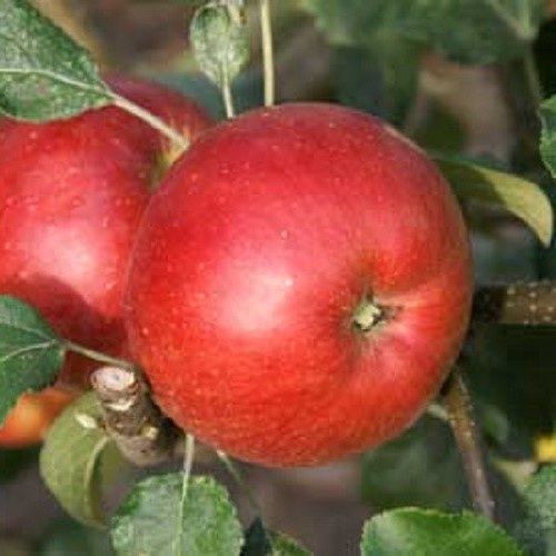 Apple Red Wealthy - Pb12