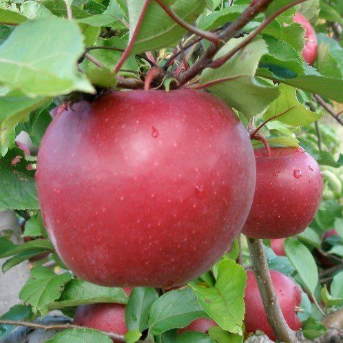 Apple Rome Beauty - Pb12