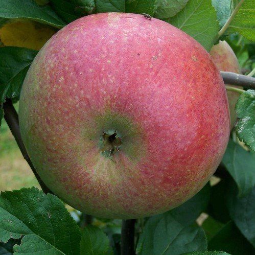 Apple Peasgood Nonsuch - Pb12