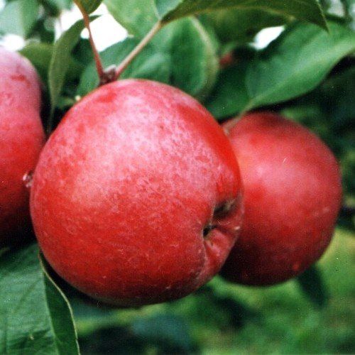 Apple Spartan - Pb12