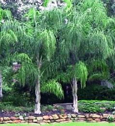 Arecastrum romanzoffianum, Queen Palm - Pb5