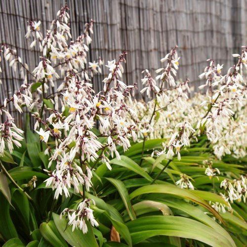 Arthropodium Te Puna, Renga Renga Lily - Pb5