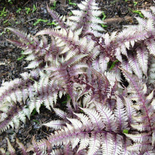 Athyrium Ursula's Red, Japanese Painted Fern - 2Ltr