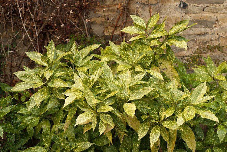 Aucuba Golden King, Japanese Laurel - Pb5