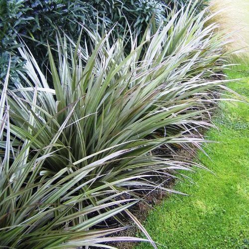 Astelia nervosa Westland - Pb6.5 (15/35)