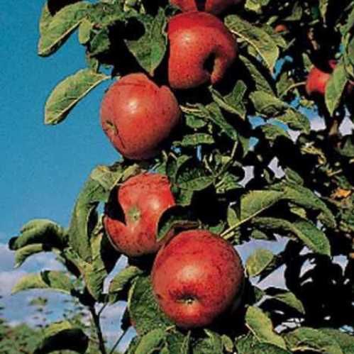 Apple Crimson Spire - Pb12