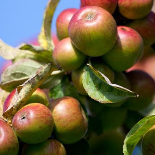 Apple C'Huero Ru Bien (cider) - Pb12