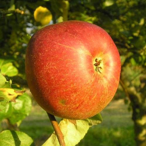 Apple Gloire de Pontchartrain (cider) - Pb12