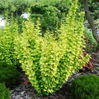 Berberis th. Maria - 2.5Ltr