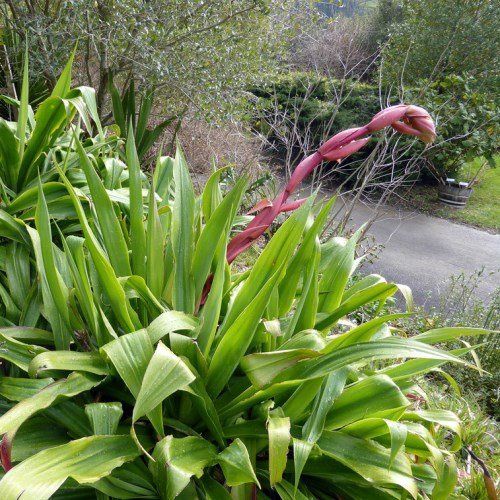 Beschorneria tubiflora - Pb18