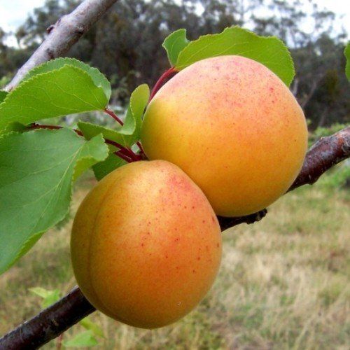 Apricot Moorpark - Pb18