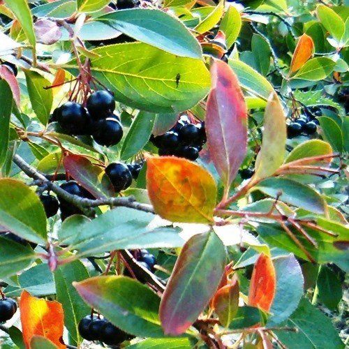 Aronia melanocarpa, Black Chokeberry - Pb6.5 (1m+)