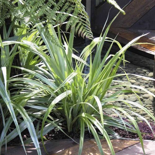 Astelia chathamica - 2.5Ltr (25/45)