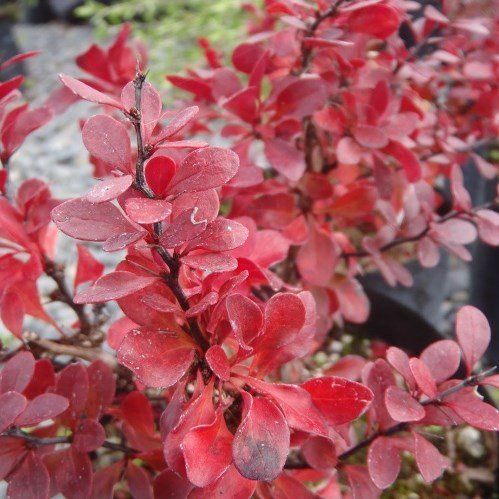 Berberis th. Little Favourite - Pb5 (20/30)