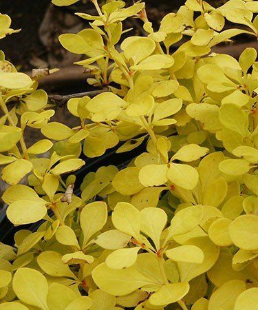 Berberis th. Aurea - 2L (30/40)