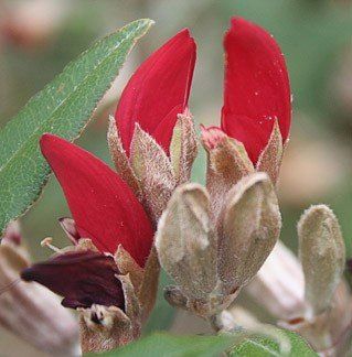 Brachysema lanceolata - PB5 (30/40)