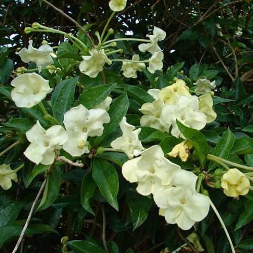 Brunfelsia Fragrant Summer - Pb6.5
