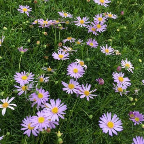 Brachyscome multifida, Cut-Leaved Daisy - 2Ltr
