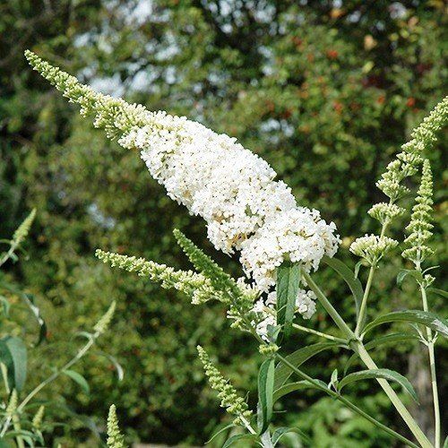 Buddleia Spring Promise - Pb6.5