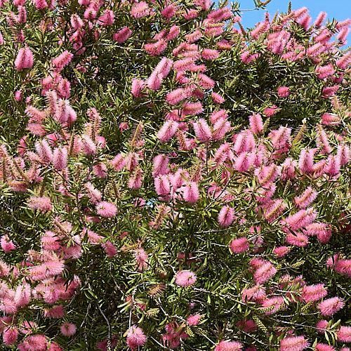 Callistemon John Mashlan - Pb6.5 (20/70)