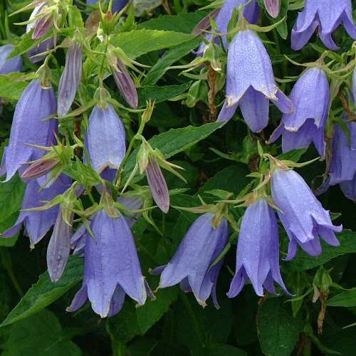 Campanula Mystic Bells, Bellflower - Pb5 (45/60)