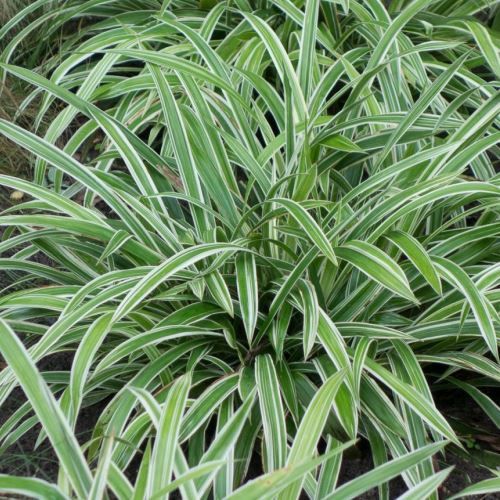 Carex s. Variegata, Sedge - Pb6.5