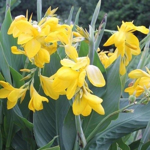 Canna Yellow - Pb12